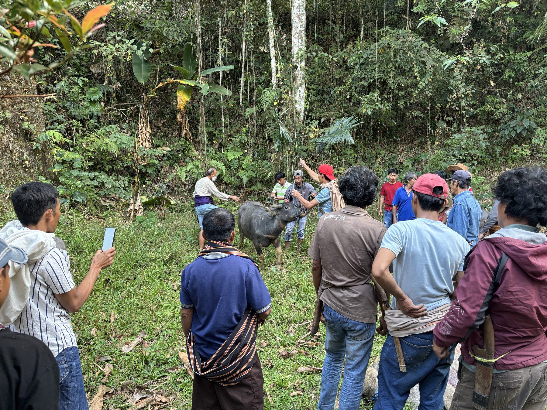Ma'nene, Day Five: The Toraja Water Buffalo Ceremony That Closes the Circle